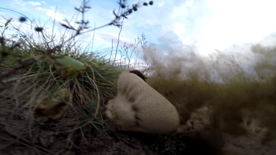 Гриб который взрывается