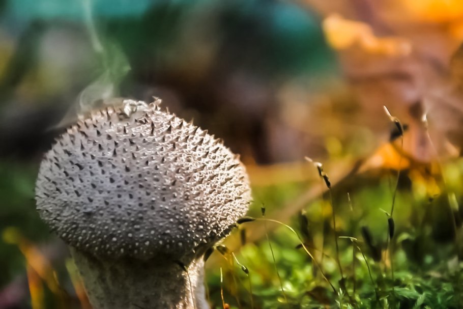 Грибы дождевик (Lycoperdon pyriforme)