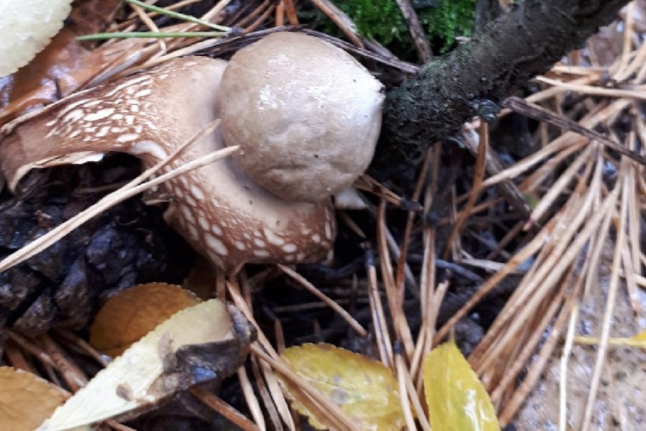 Грибы дымящиеся от дыхания