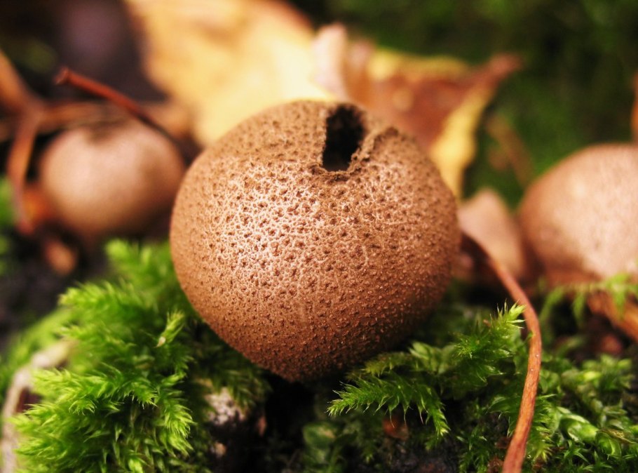 Фон мох грибы