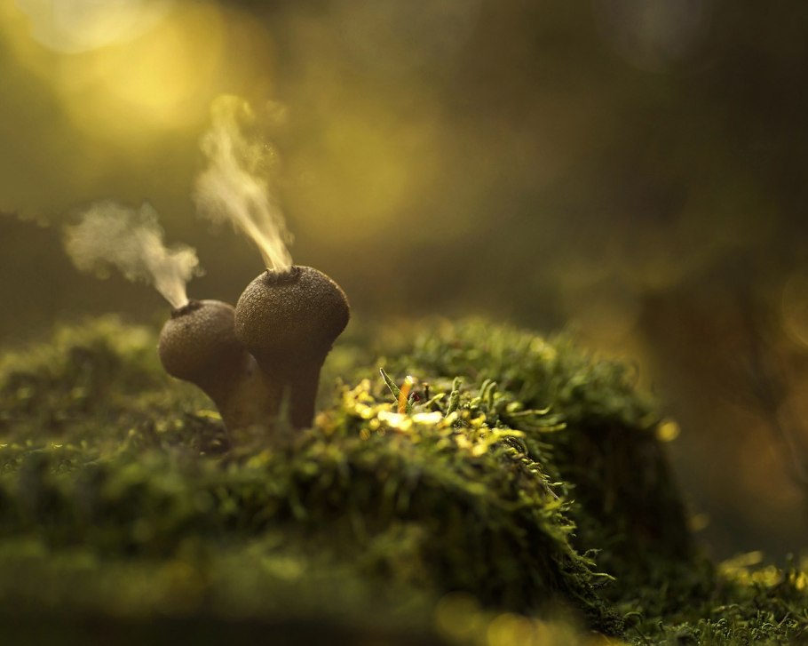 Светящиеся грибы Мартина Пфистера