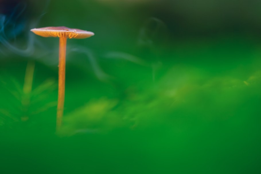 Гриб дождевик приготовление