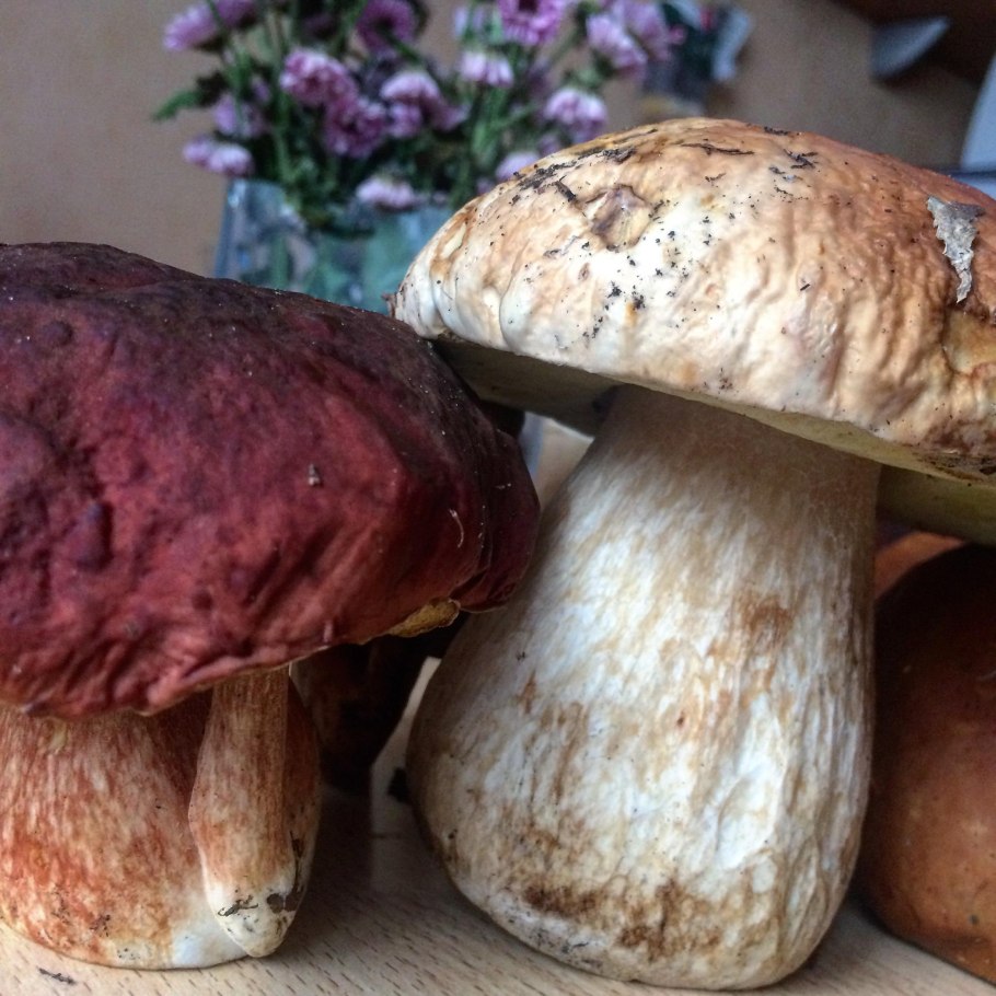 Белый гриб в Забайкалье