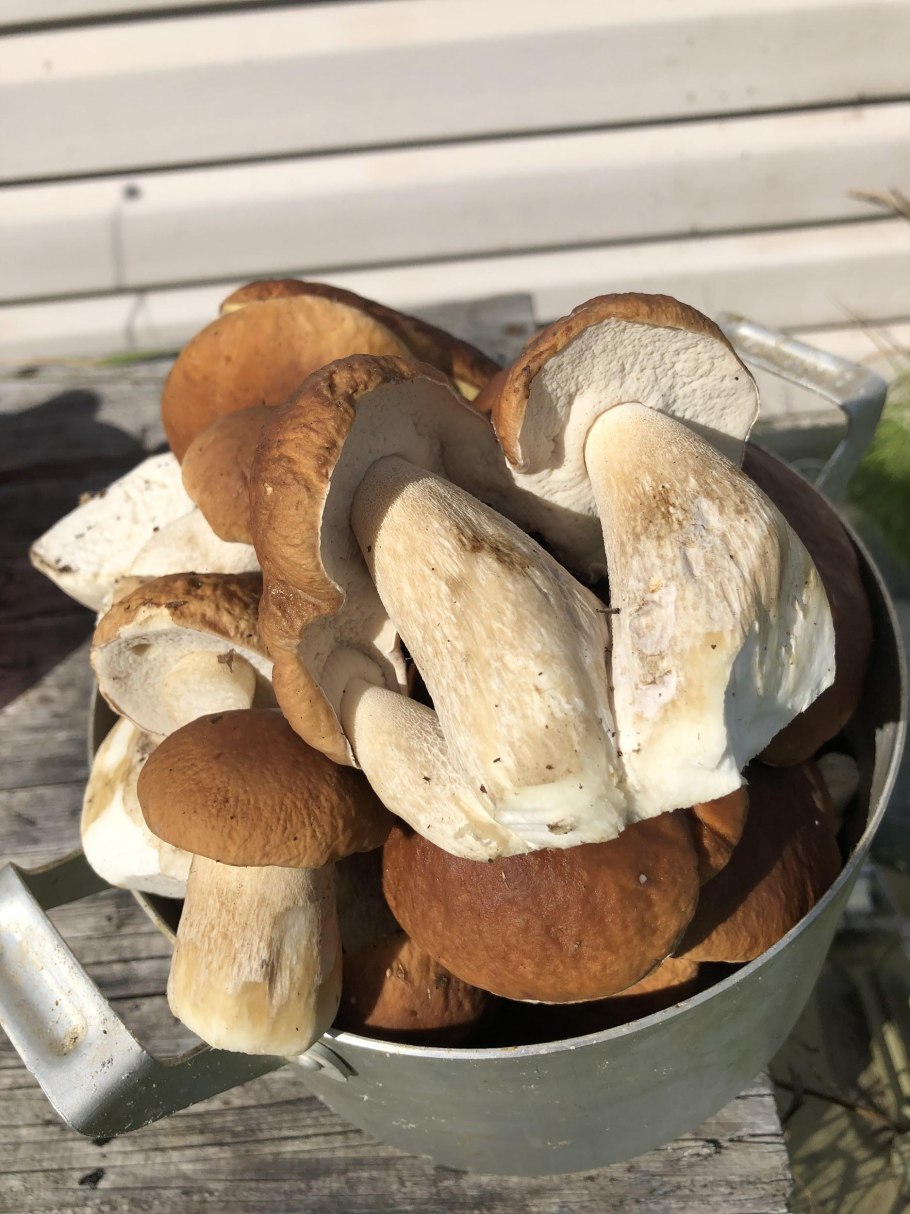 Белый гриб Boletus edulis относится к группе