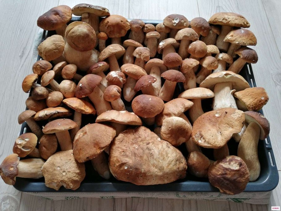 Валежный трутовик