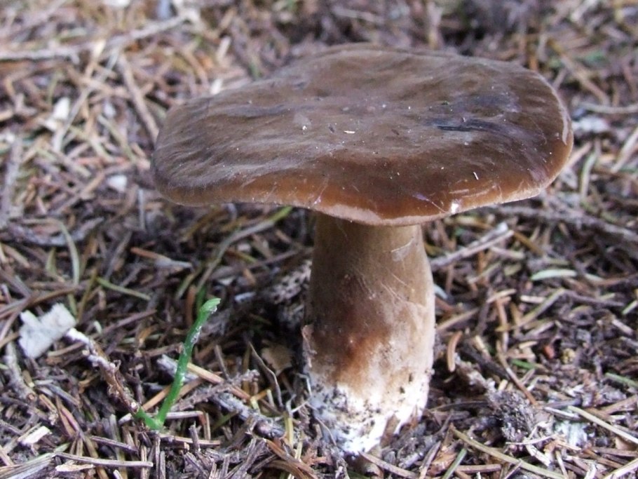 Плютей бледноватый (Pluteus satur)
