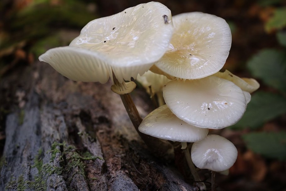 Белый гриб на юге Казахстана