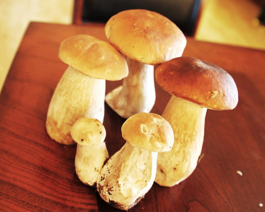 Белый гриб переросший