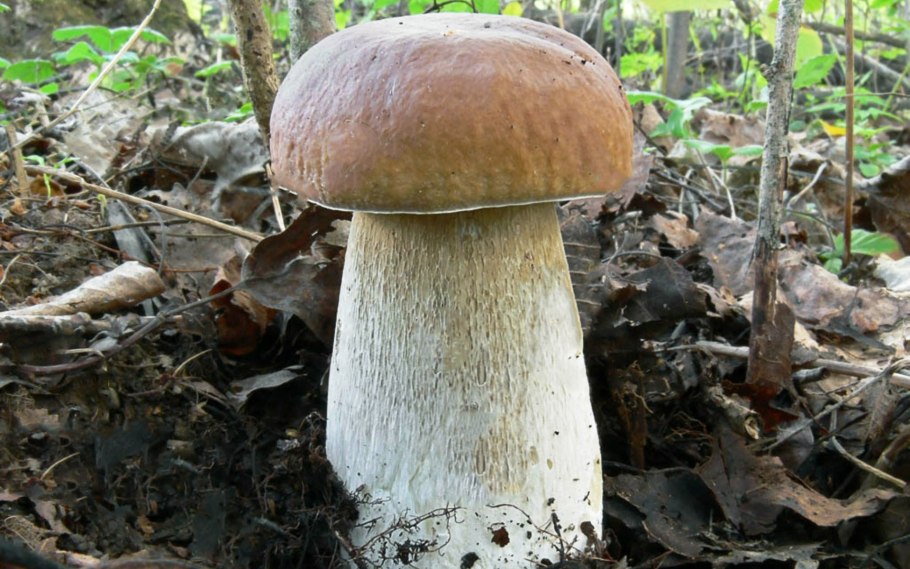 Белый гриб с толстой ножкой