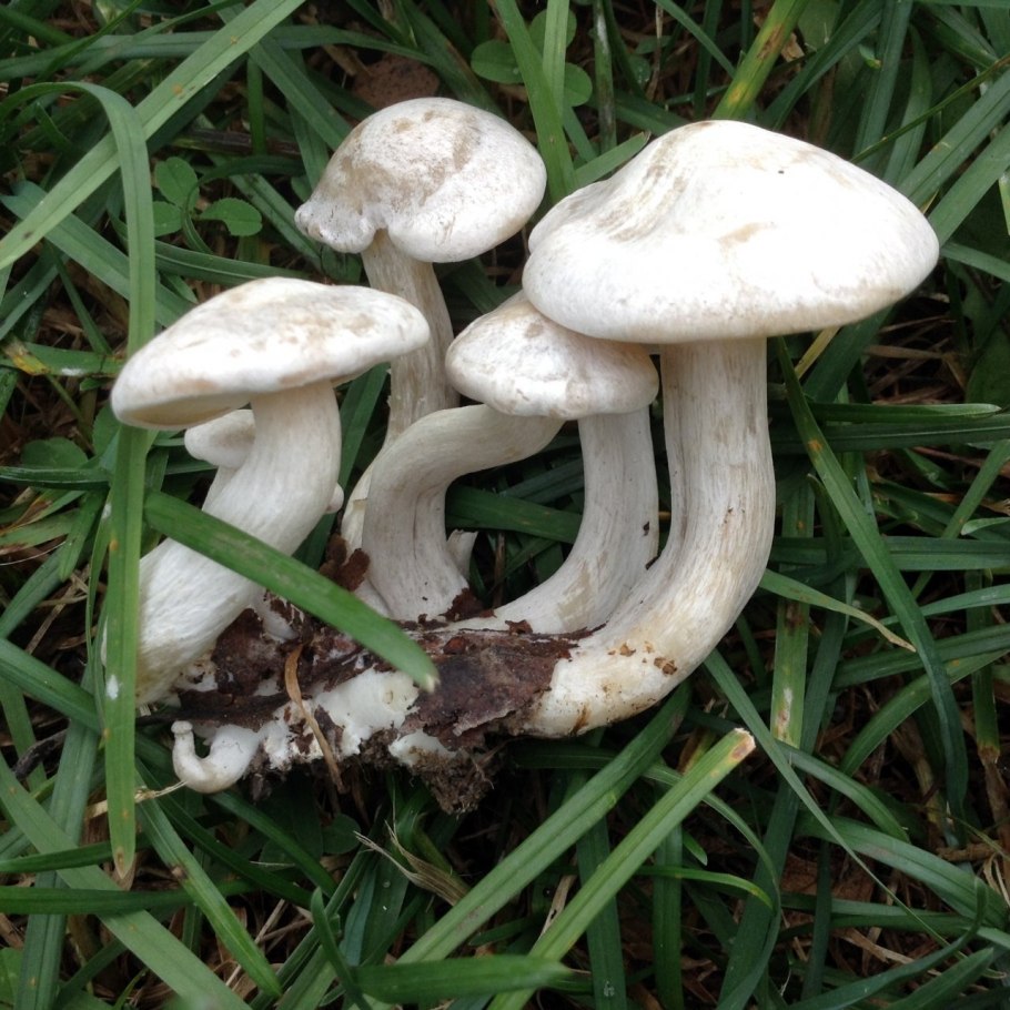 Рядовка сросшаяся Leucocybe connata