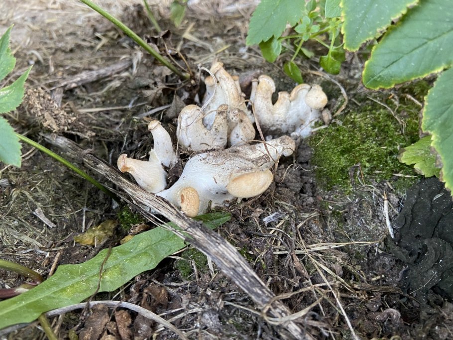Рядовка сросшаяся Leucocybe connata
