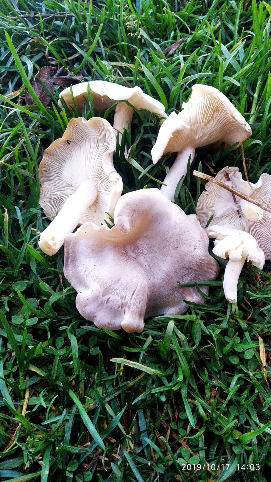 Рядовка сросшаяся Lyophyllum connatum