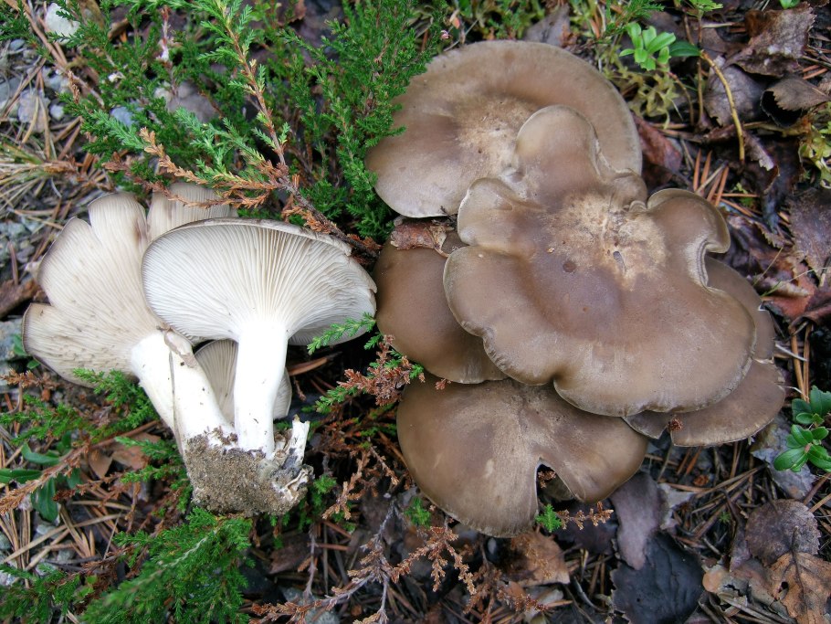 Рядовка бородатая Tricholoma Vaccinum