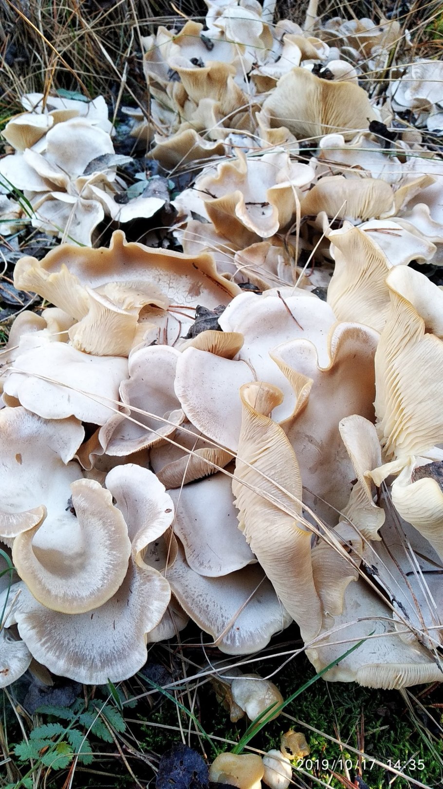Рядовка сросшаяся Leucocybe connata