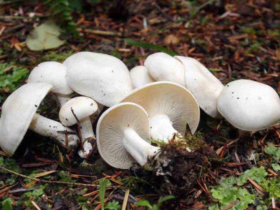 Рядовка сросшаяся Leucocybe connata