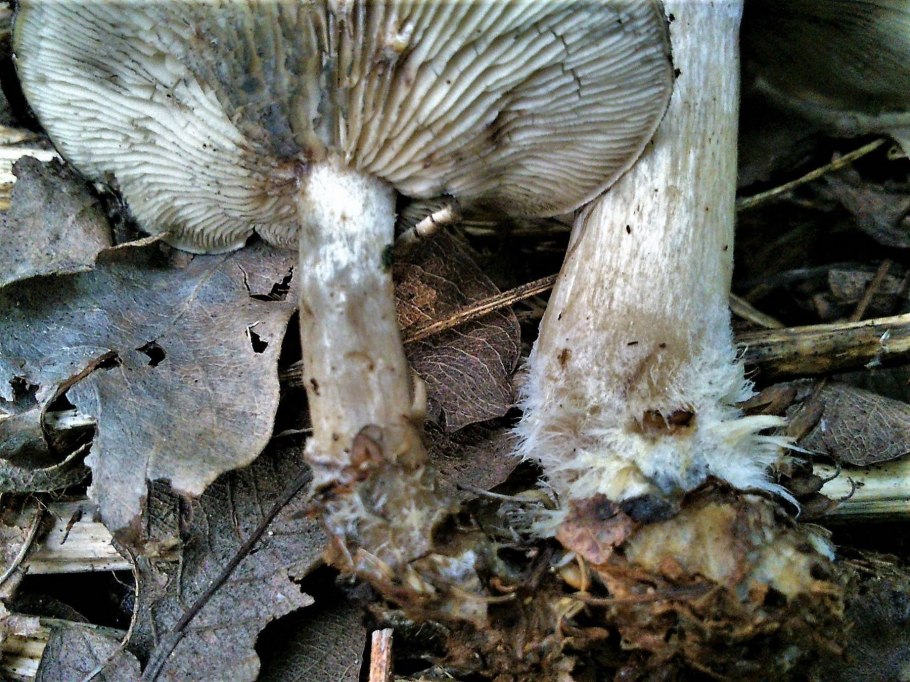 Рядовка белая рядовка белая (Tricholoma album)