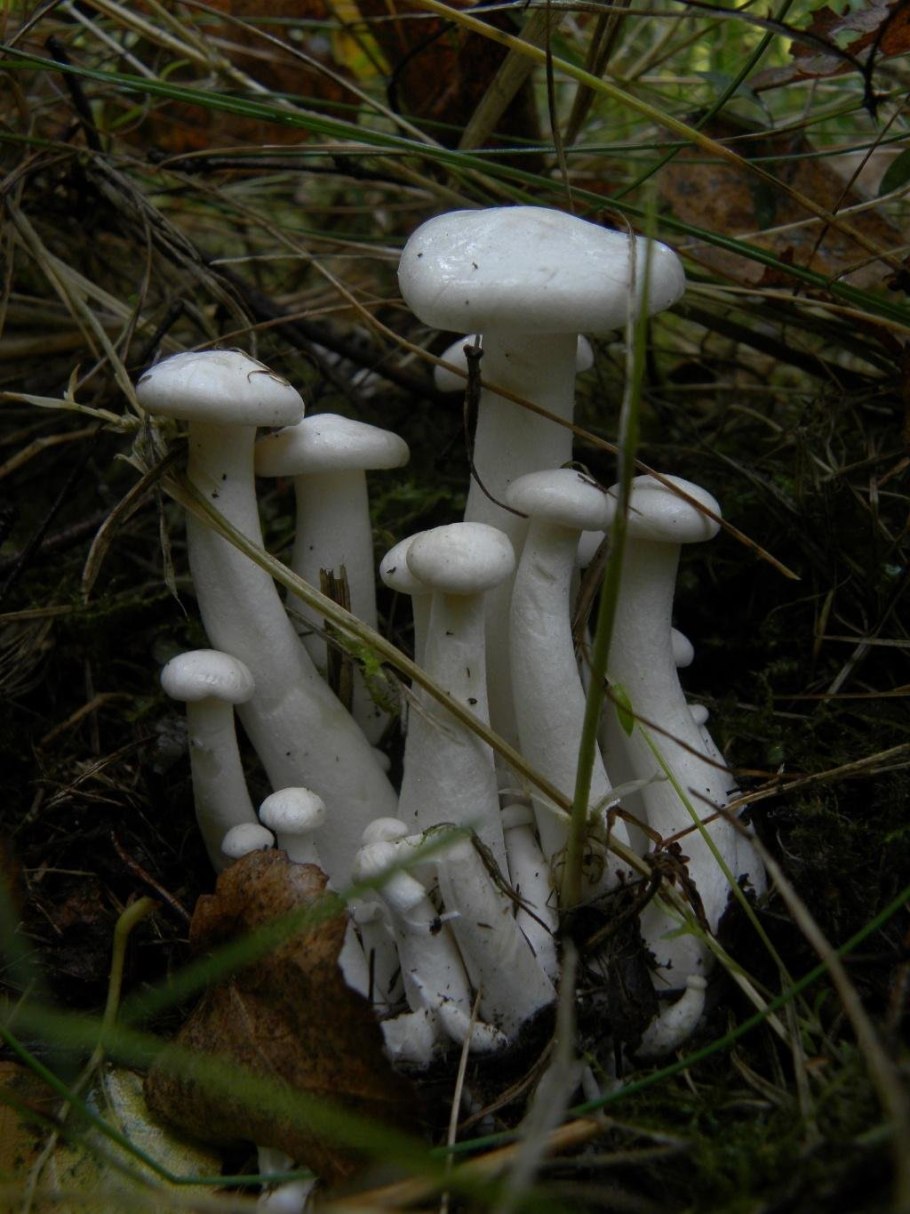 Грибы рядовки