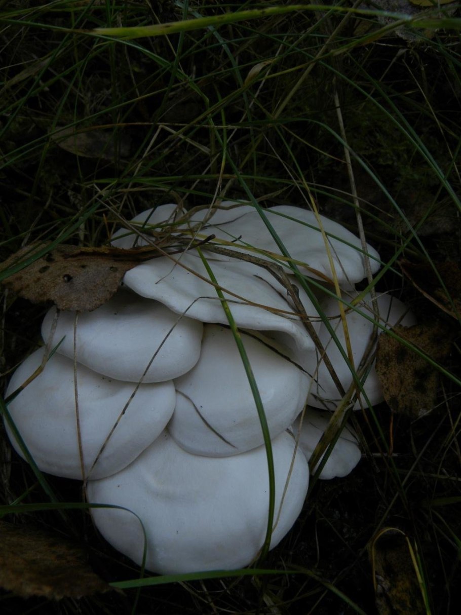 Рядовка сросшаяся Leucocybe connata