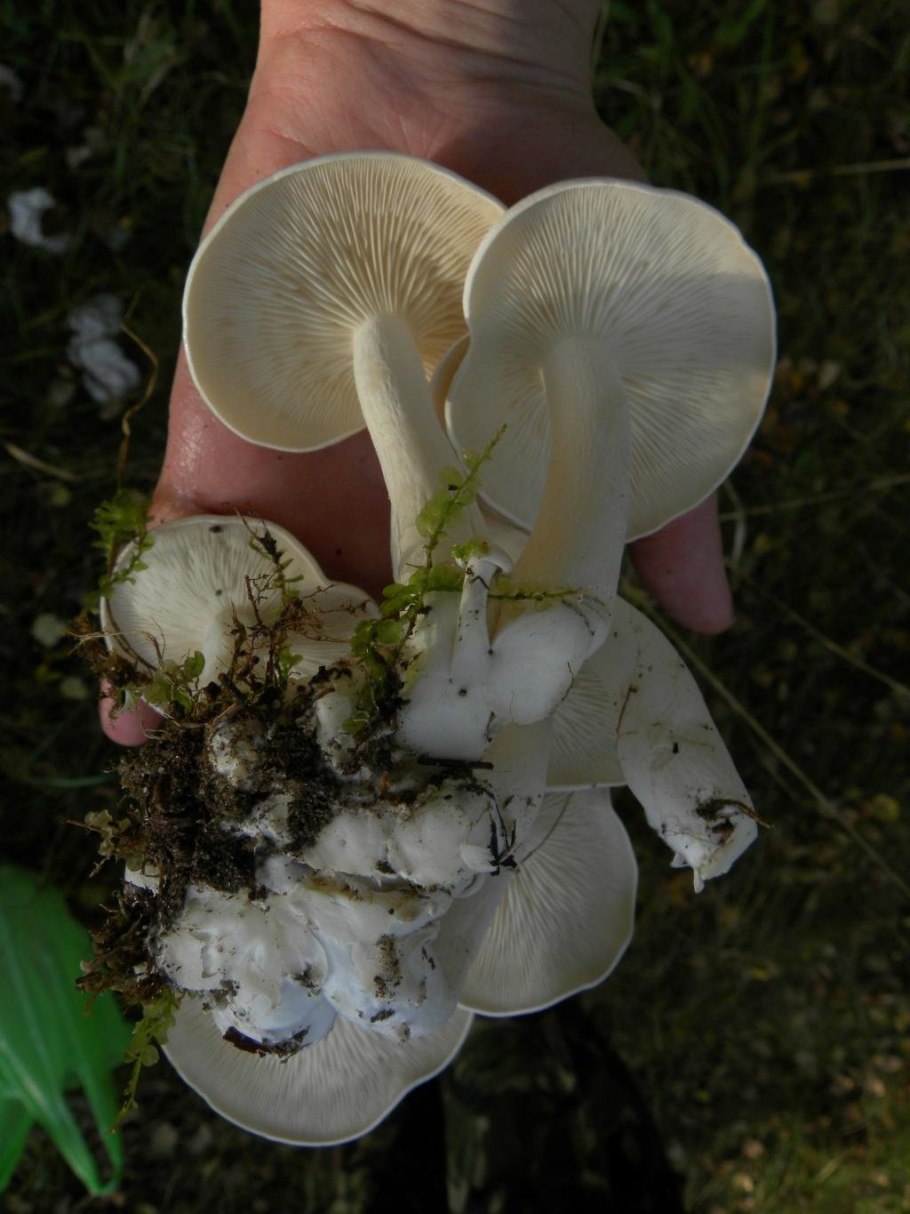 Leucocybe connata