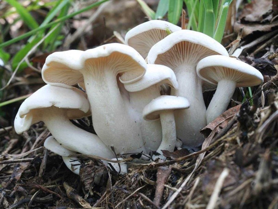 Рядовка сросшаяся