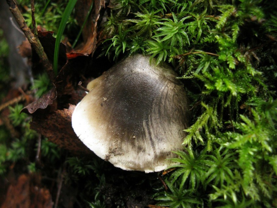 Leucocybe connata
