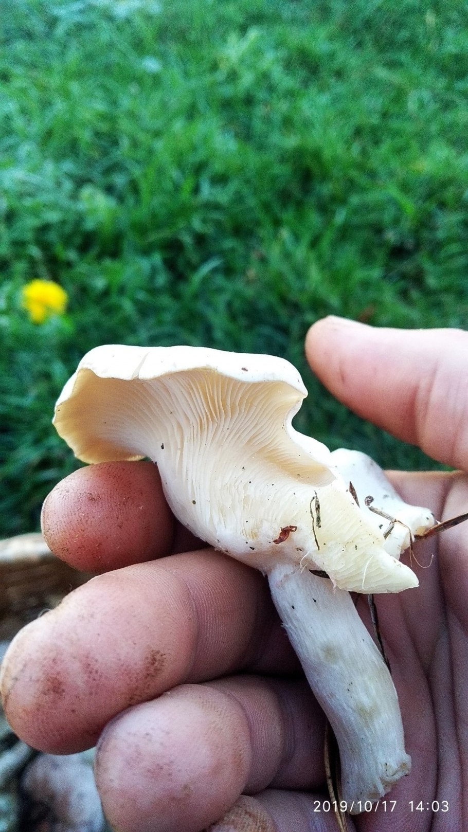 Рядовка сросшаяся Leucocybe connata