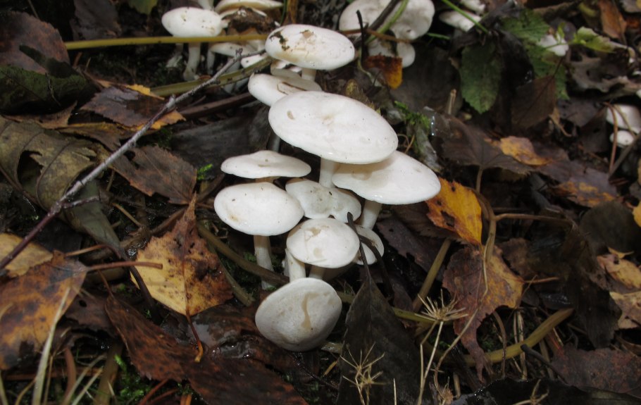 Говорушка восковатая