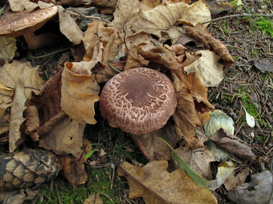 Рядовка сросшаяся Lyophyllum connatum