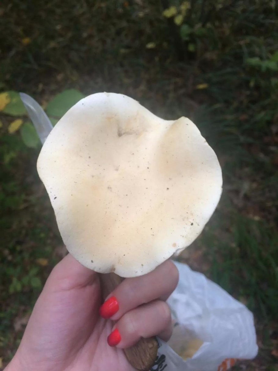 Рядовка сросшаяся Lyophyllum connatum