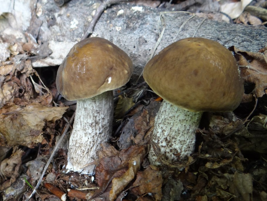 Грабовик гриб