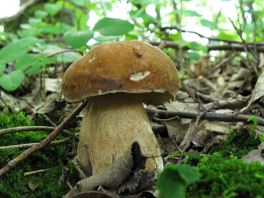 Подберезовик Грабовик