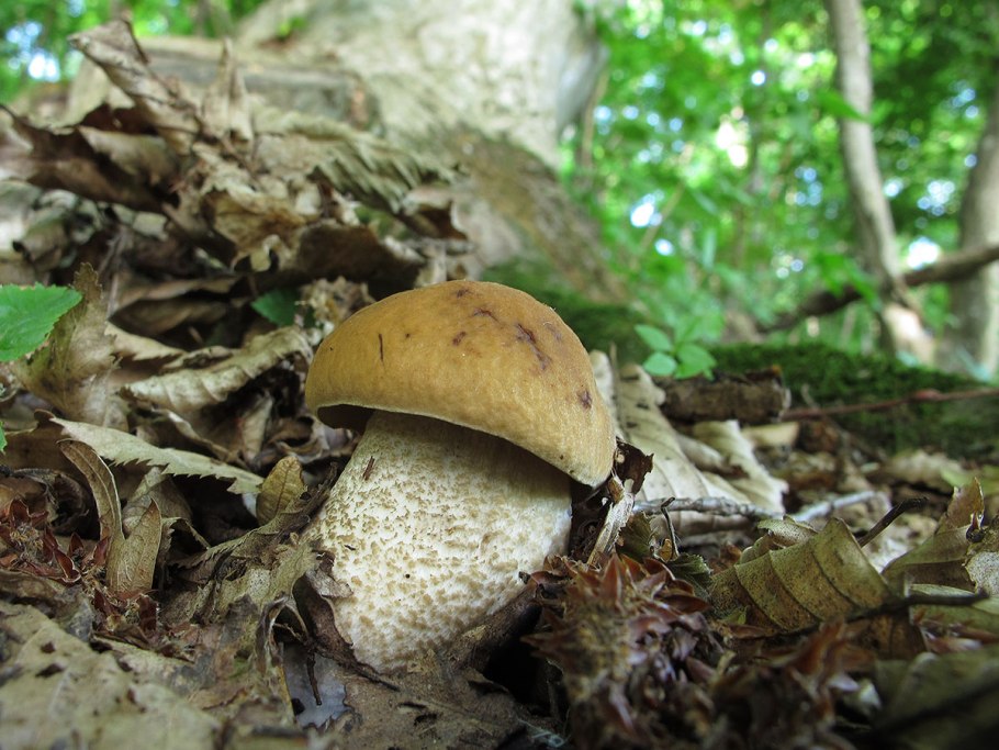 Подберезовик Грабовик