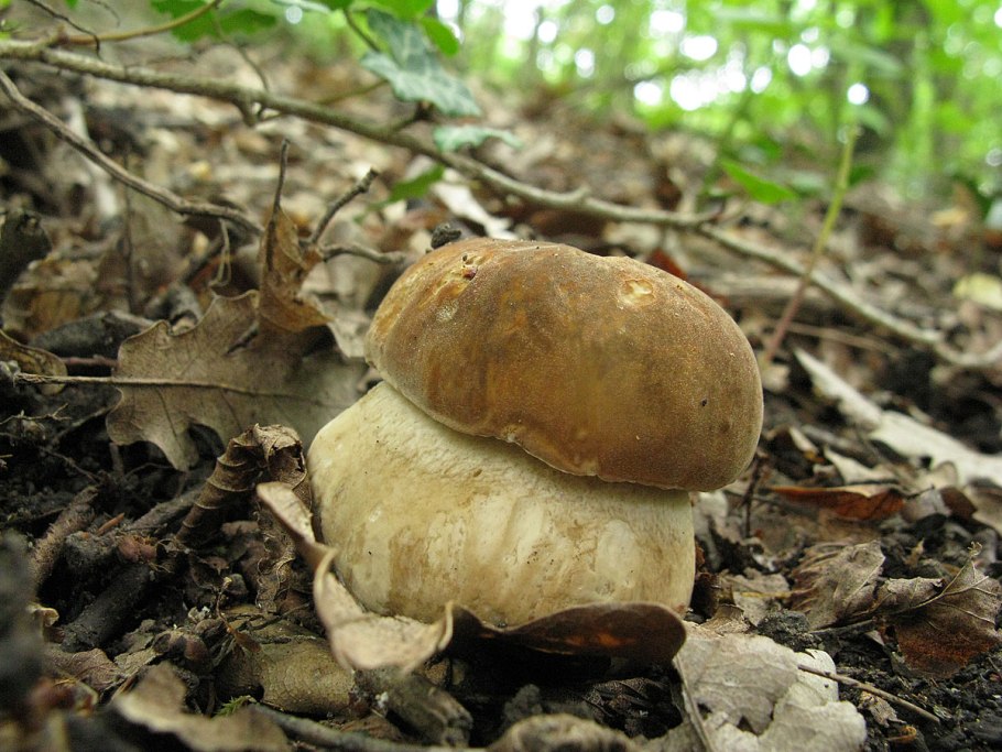 Подберезовик обабок