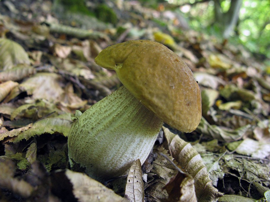 Грабовик гриб разрез