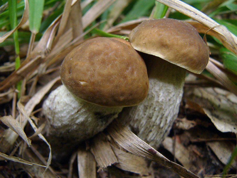 Грабовик (Leccinum Carpini)