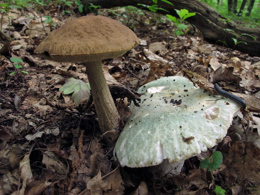 Болет красивоножковый