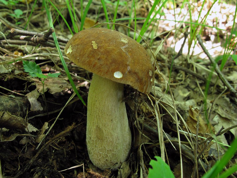 Машина Грабовик