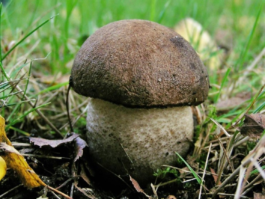 Белый гриб в Краснодарском крае