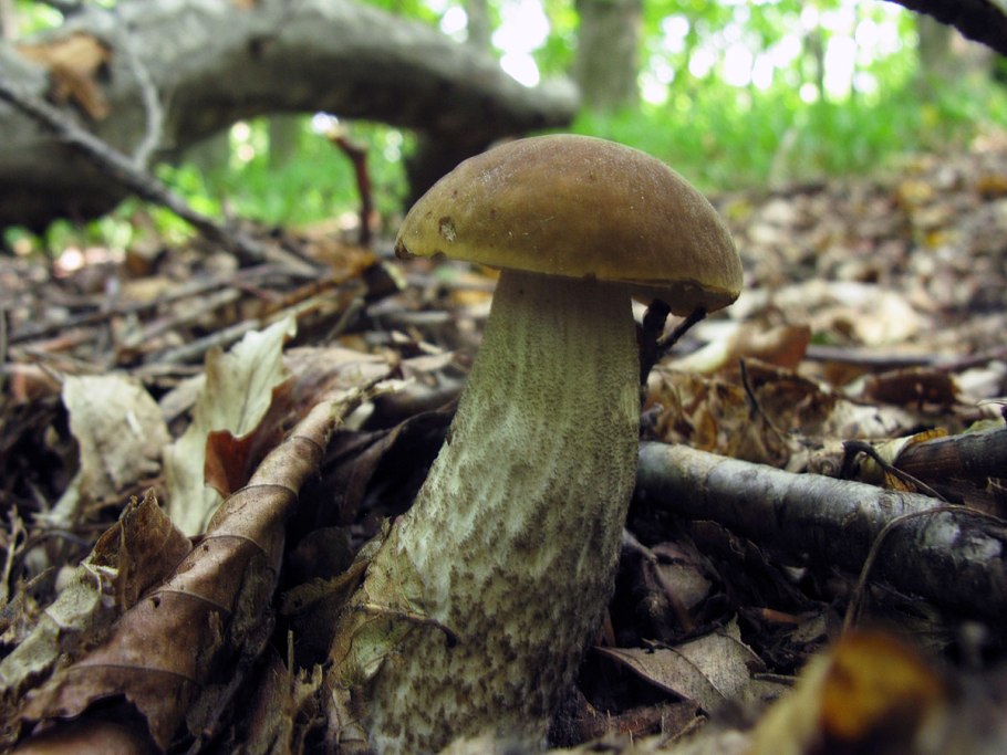 Грабовик синеющий