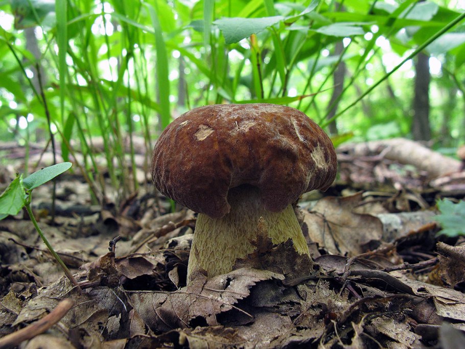 Гриб обабок