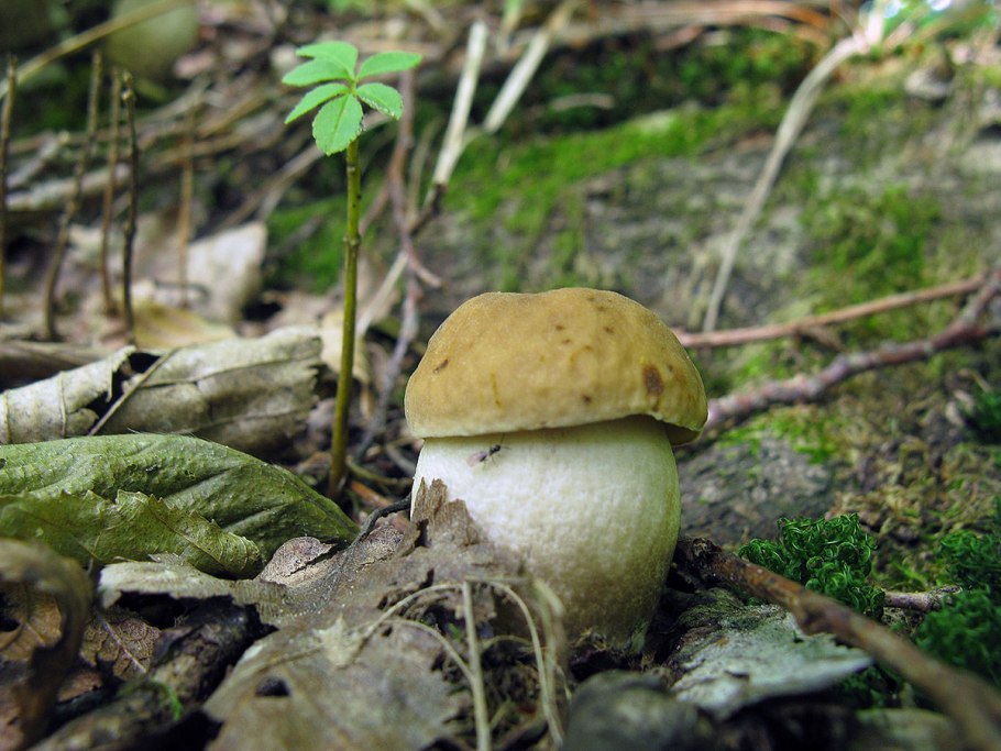 Серый подосиновик Грабовик