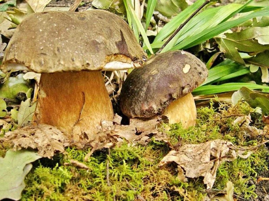 Грибы на Мертвом животном