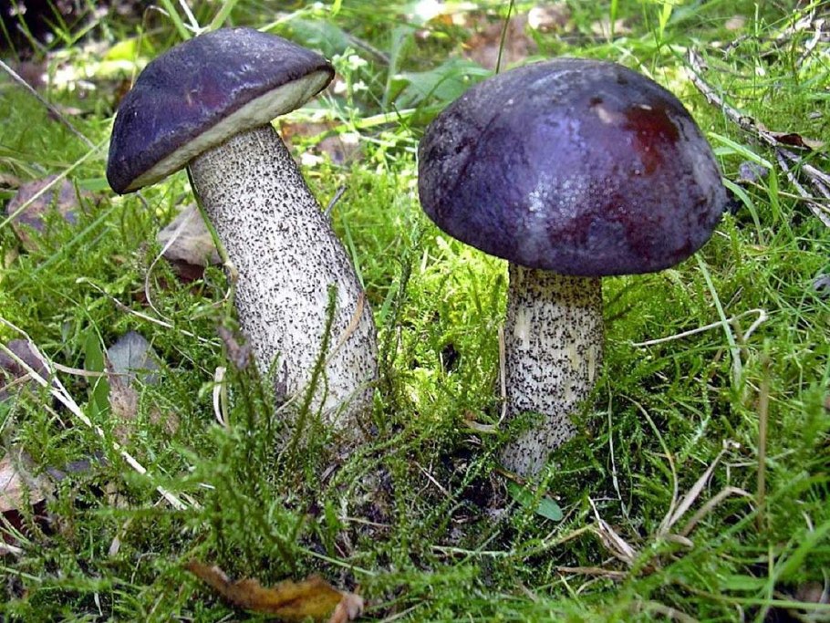 Гриб Boletus aereus