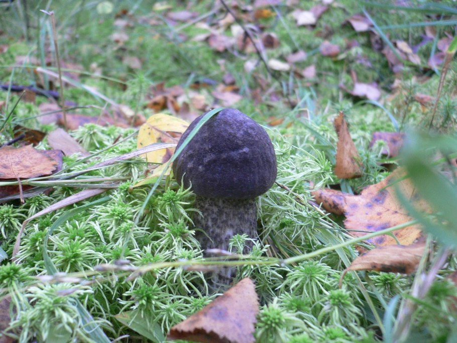 Boletus pallidus(белый) фото