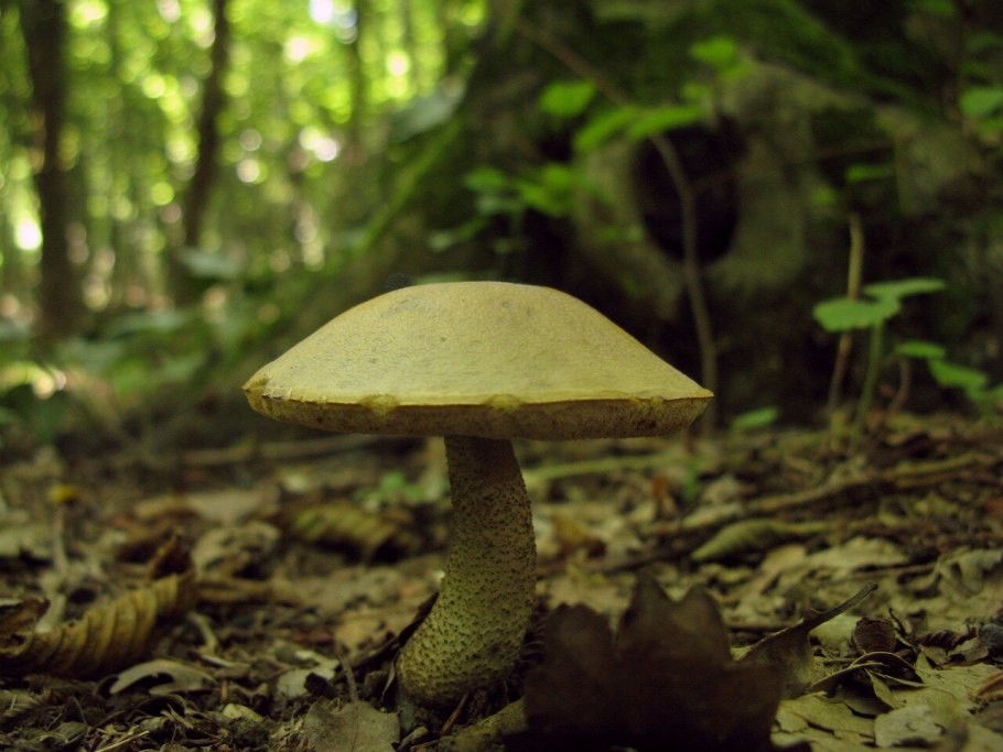 Грабовик фото