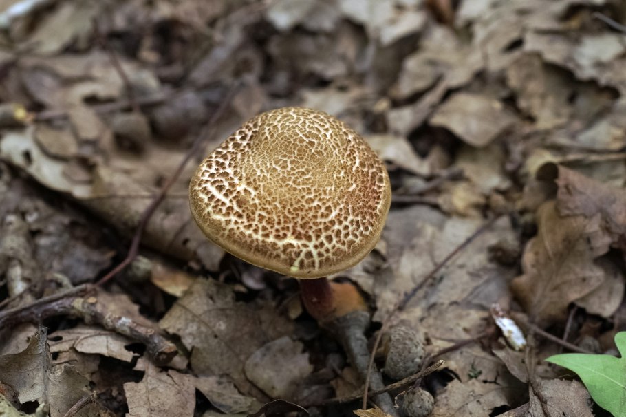 Подберезовик Грабовик