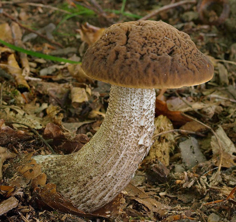 Грабовик (Leccinum Carpini)