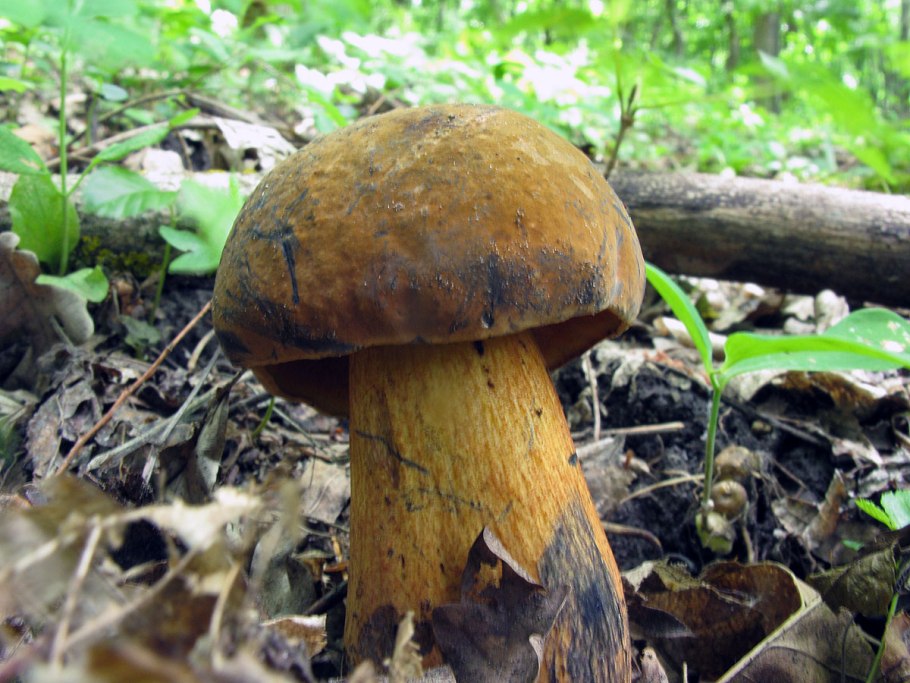 Подосиновик Сосновый