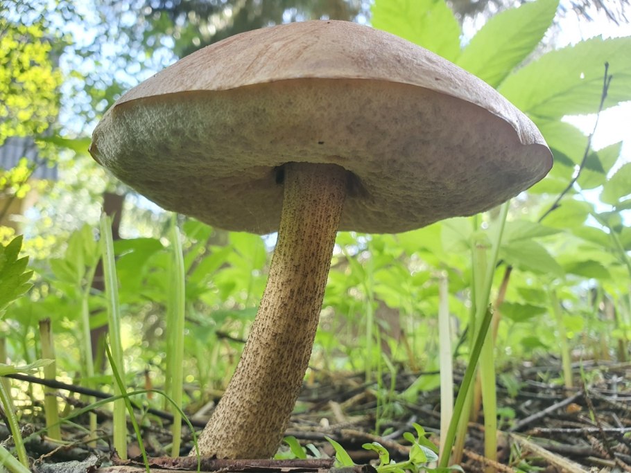 Березовик розовеющий