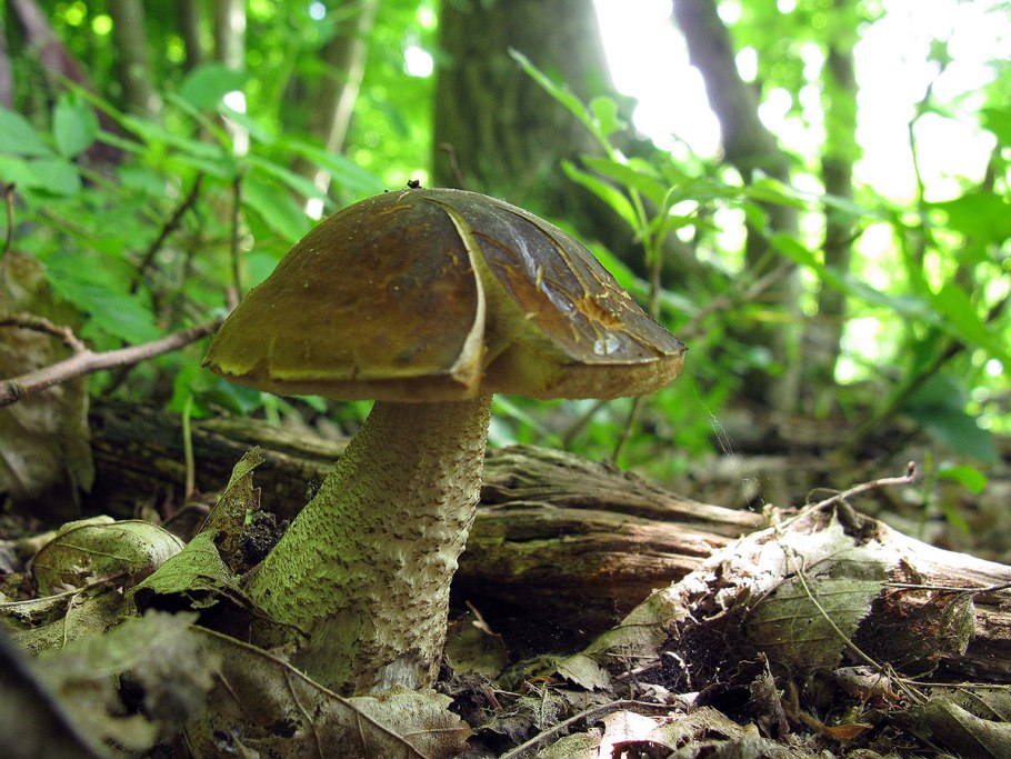 Грабовик гриб